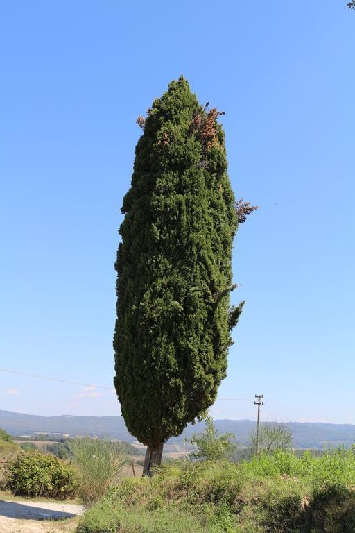 Certine Agriturismo Villa Asciano Exterior foto