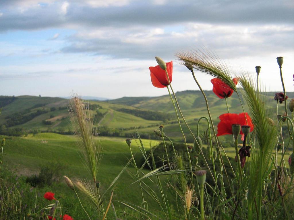 Certine Agriturismo Villa Asciano Exterior foto